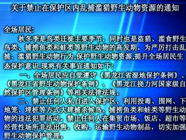 野生动物最新通知,野生动物最新通知与小巷中的隐秘特色小店