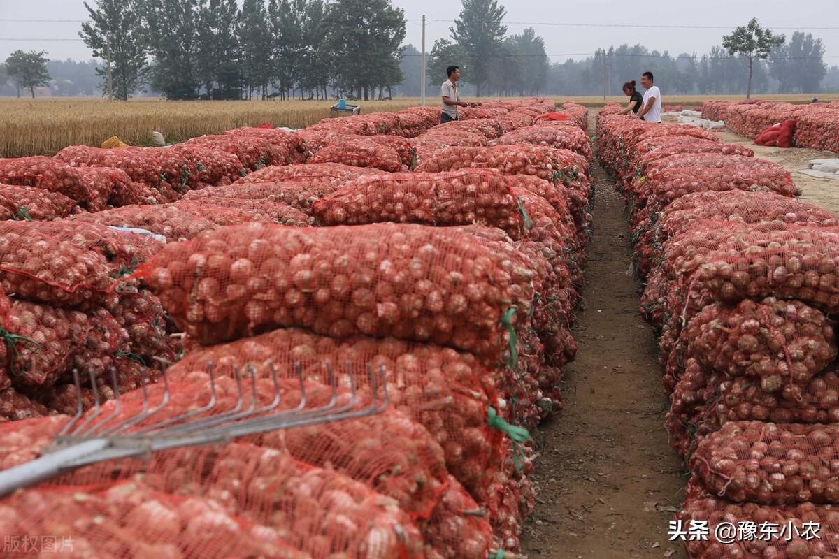 大蒜价格最新价格行情,大蒜价格最新价格行情详解,如何获取大蒜价格信息