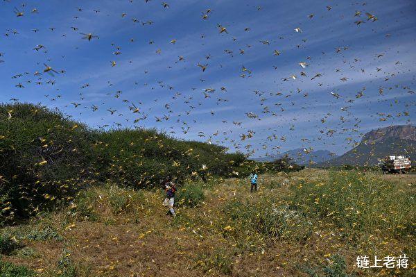 普洱蝗灾实时更新,最新消息与动态