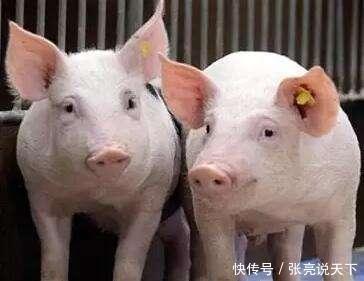 全国最新猪价格行情概览