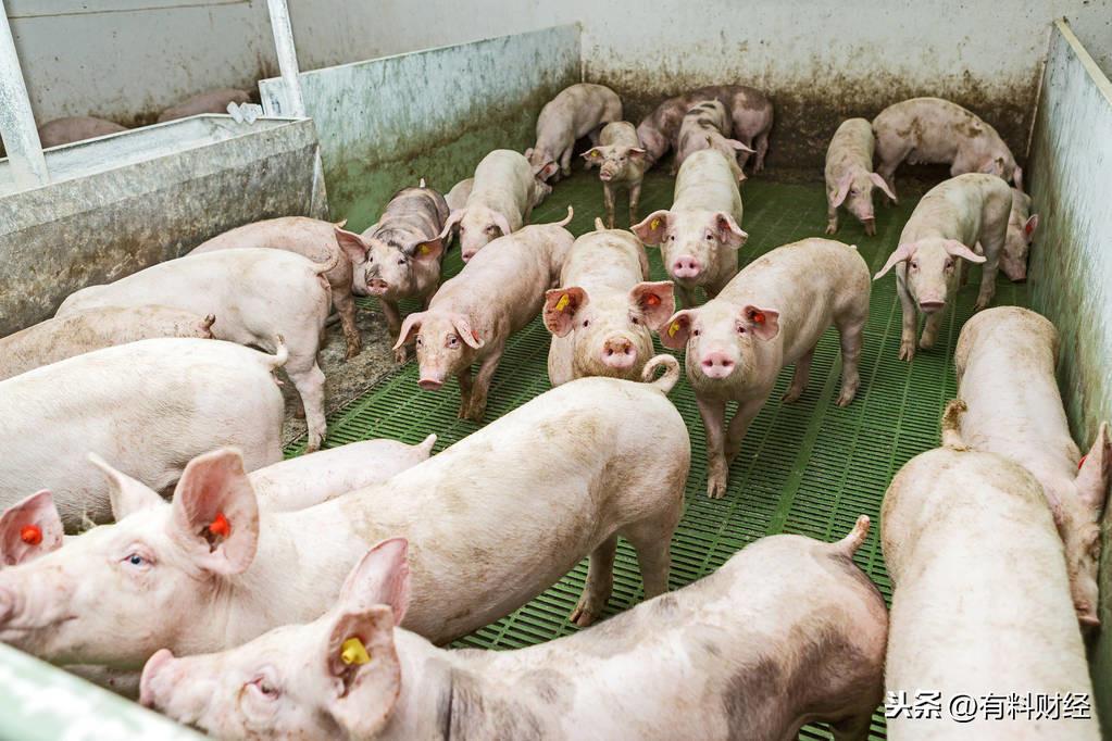 猪肉价格最新今日价,猪肉价格最新今日价，市场走势、影响因素及未来展望