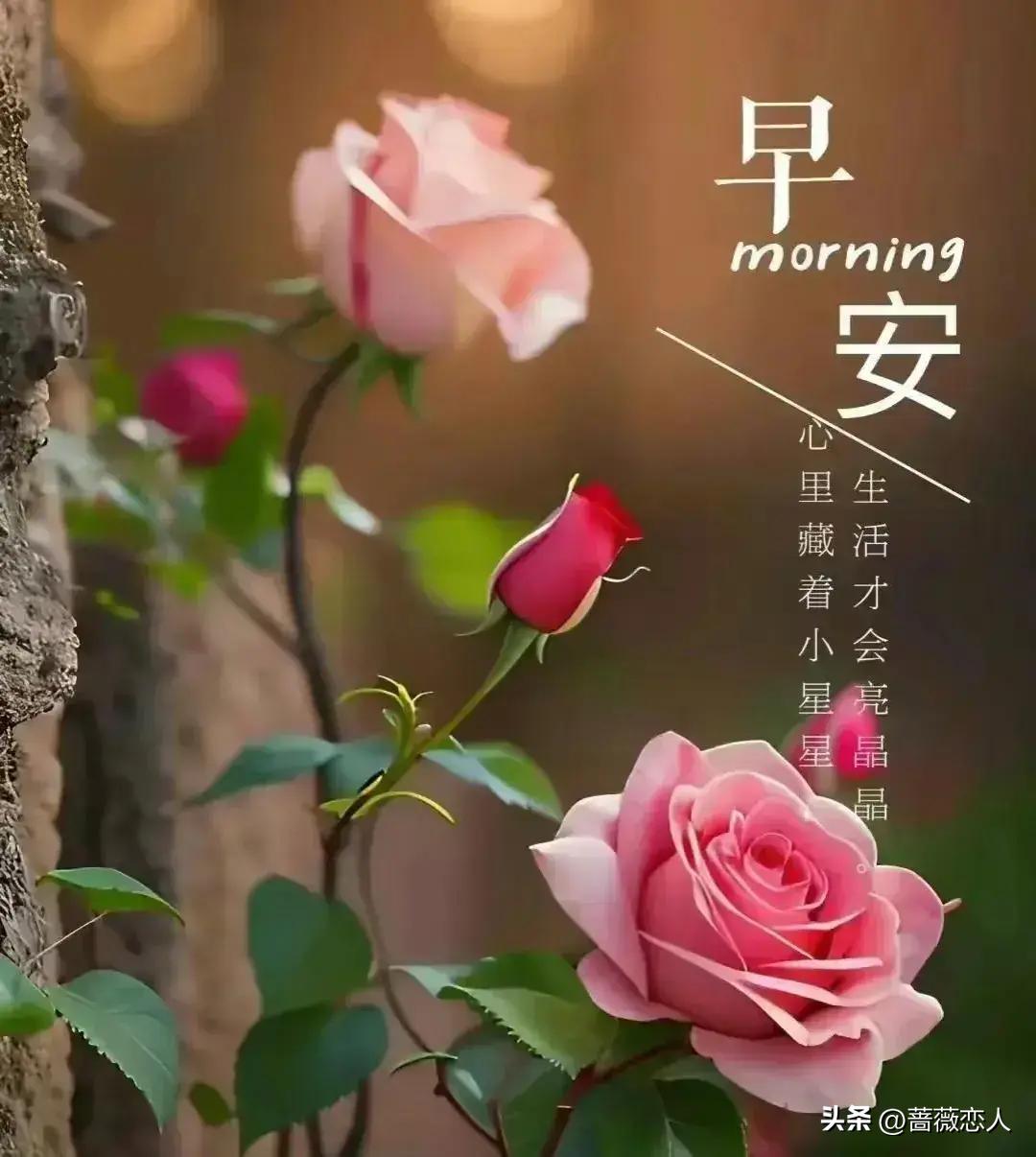 2024年天天彩资料免费大全,行动规划执行_视频版76.354