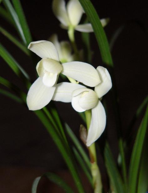 2016兰花市场行情