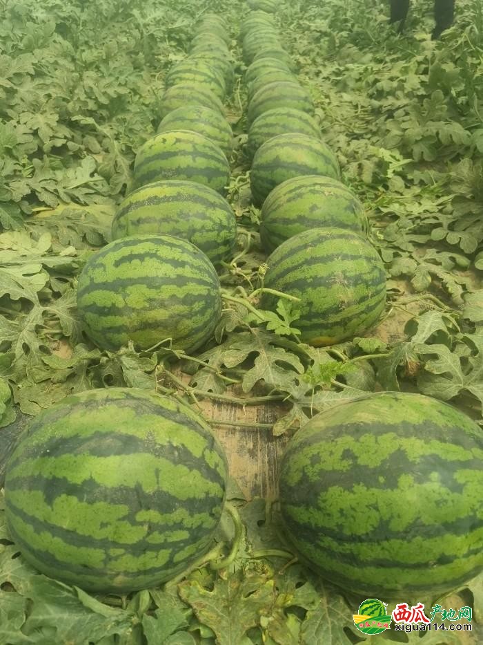 河北西瓜情缘，夏日甜蜜与陪伴的佳话