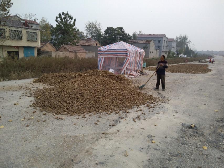 白术市场行情深度解析，历史背景、重大事件与产业地位