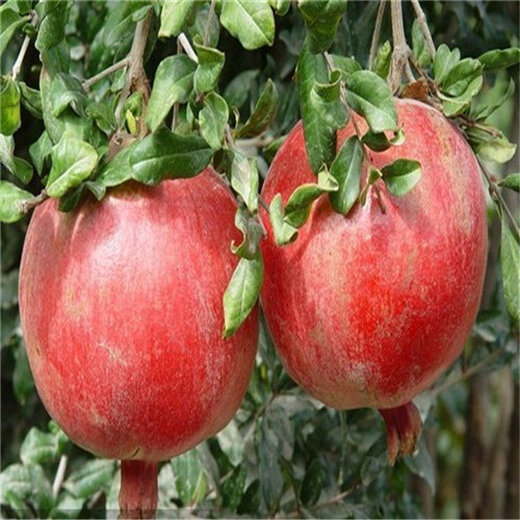 石榴产地价格行情详解及获取最新价格信息的攻略