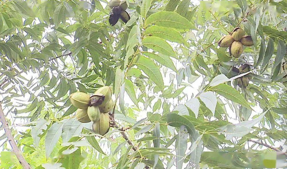 全椒林业改革动态资讯