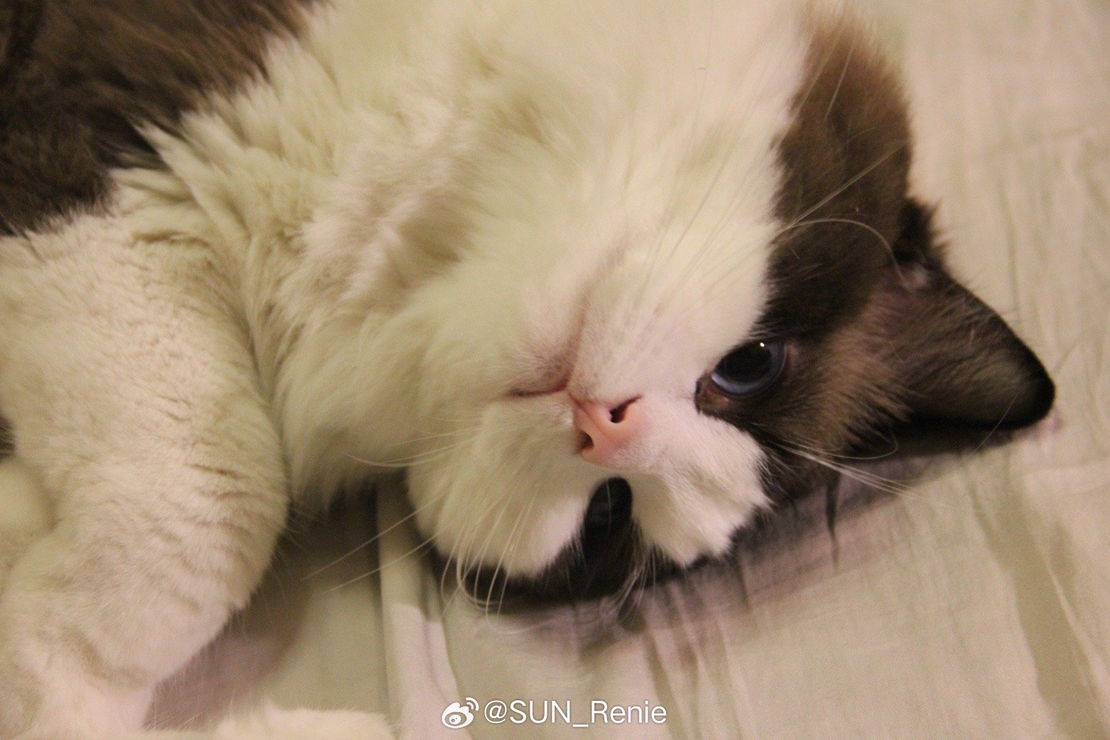 最新版猫咪软件下载，一站式伴侣，猫咪爱好者的最佳工具选择