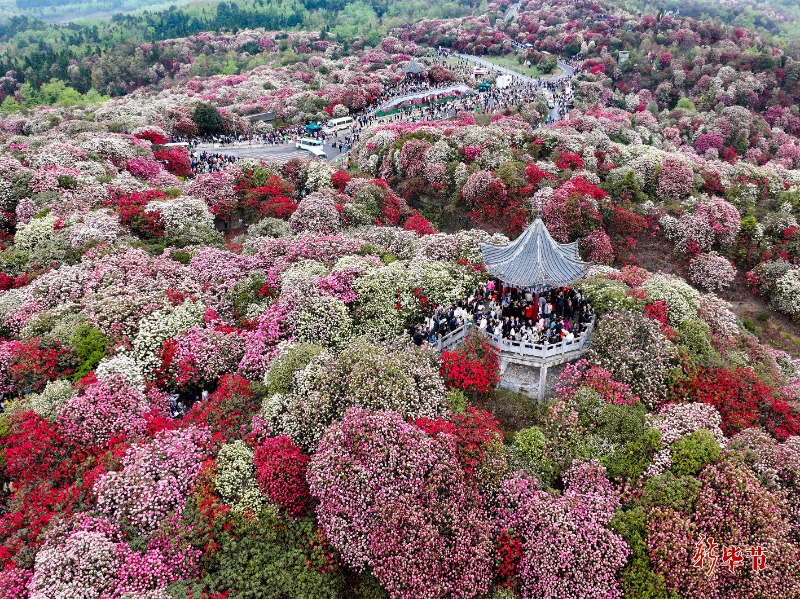 百里杜鹃最新资讯动态，不容错过的旅游资讯更新！