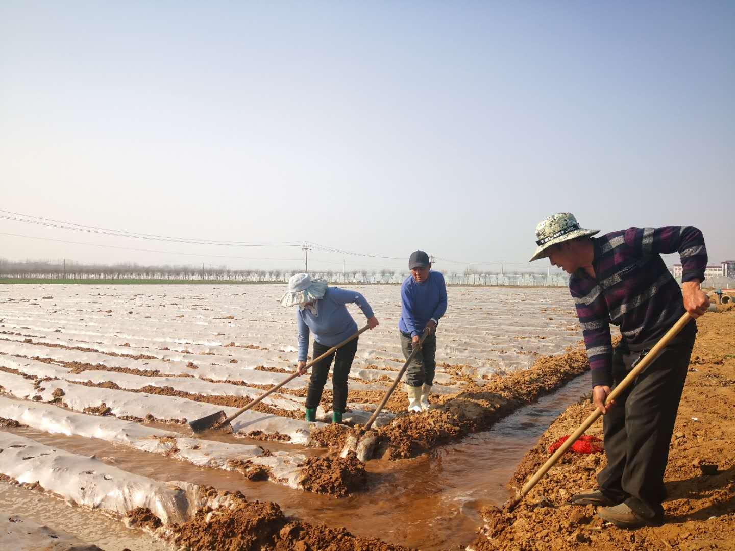 泗水土豆价格动态,泗水土豆价格动态