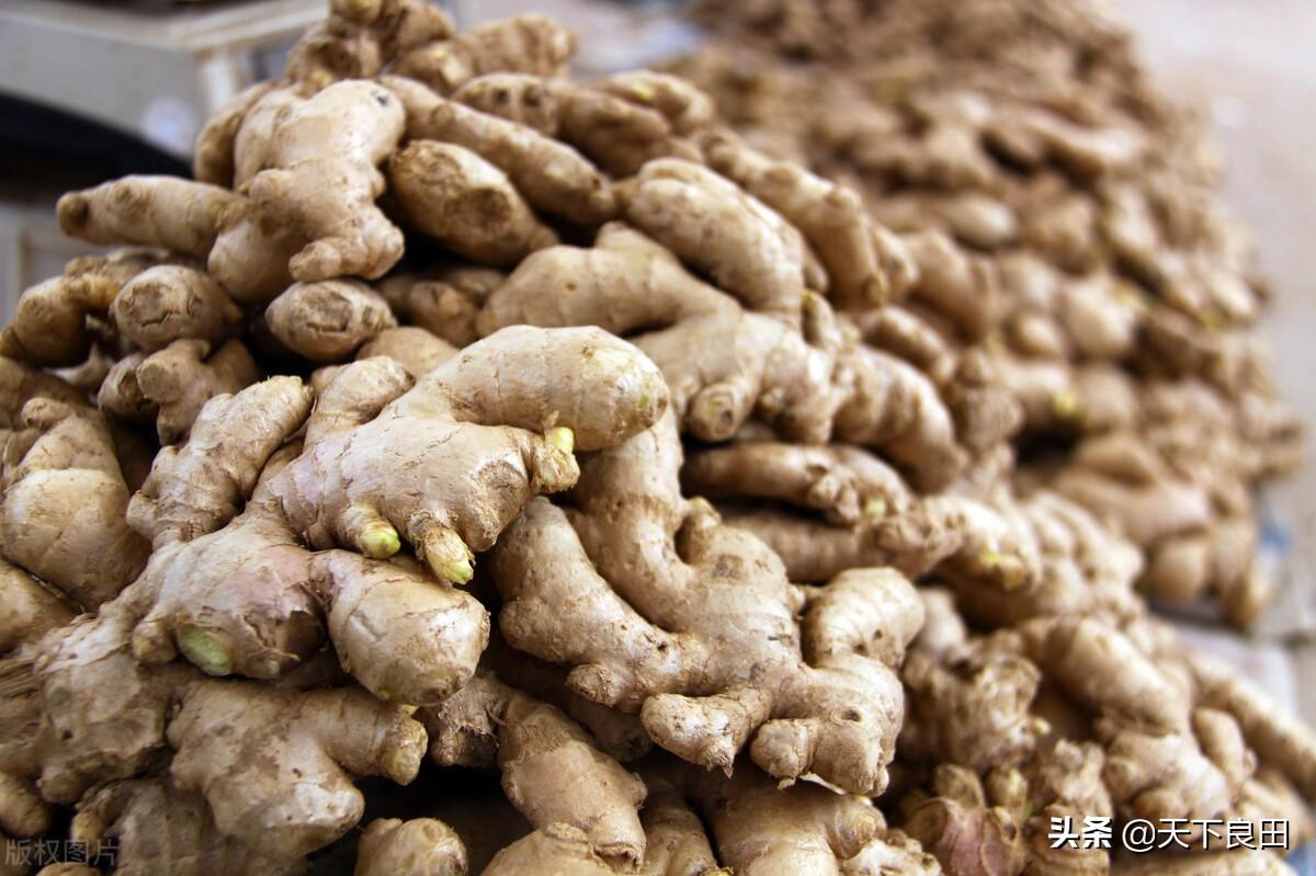 最新生姜行情,最新生姜行情详解，如何获取与分析生姜市场动态