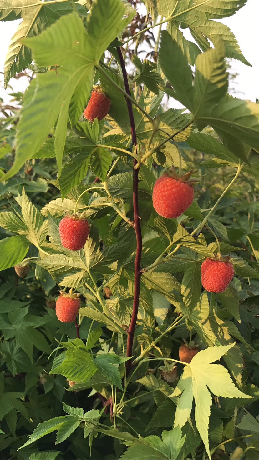 复盆子价格，历史背景、重要事件与地位探析