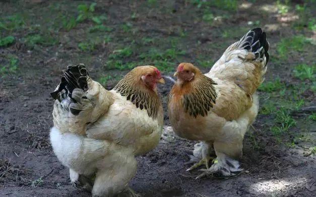 2017年养土鸡行情预测