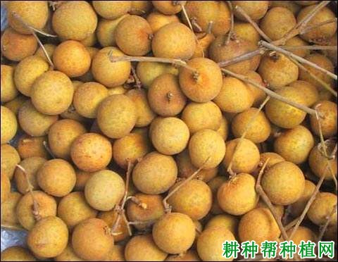 科技重塑龙眼市场，行业行情与市场新纪元探索