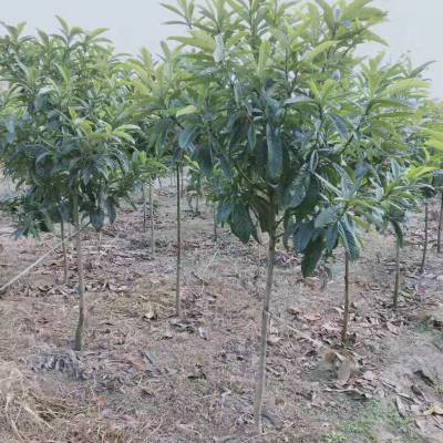 枇杷树苗价格的市场现状与个人观点分析