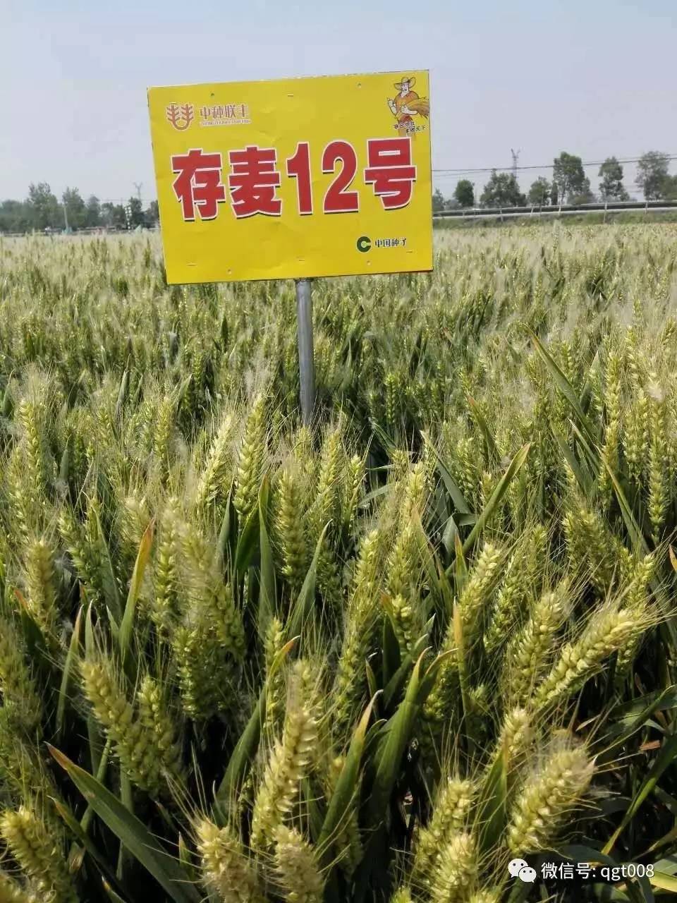 关于兴麦集最新动态的报道与更新