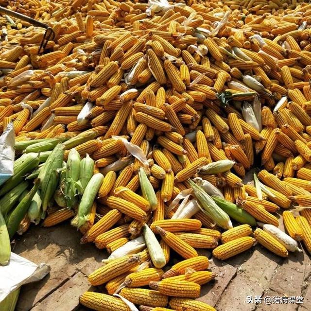 今日武强玉米价格概览，科技智能引领市场，掌握最新行情体验未来趋势