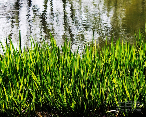 水菖蒲价格,水菖蒲价格，历史背景与变迁