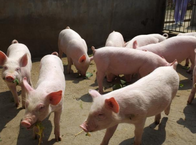 湖北生猪今日最新价格