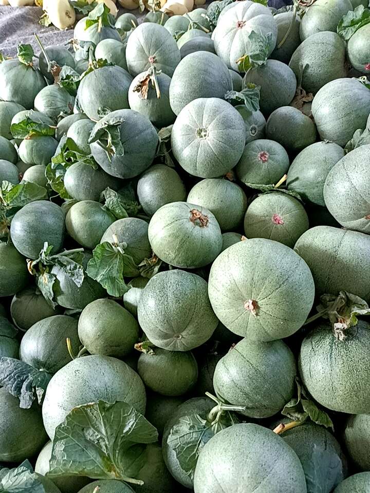 今日甜瓜价格行情预测，初学者与进阶用户的实用指南及行情展望