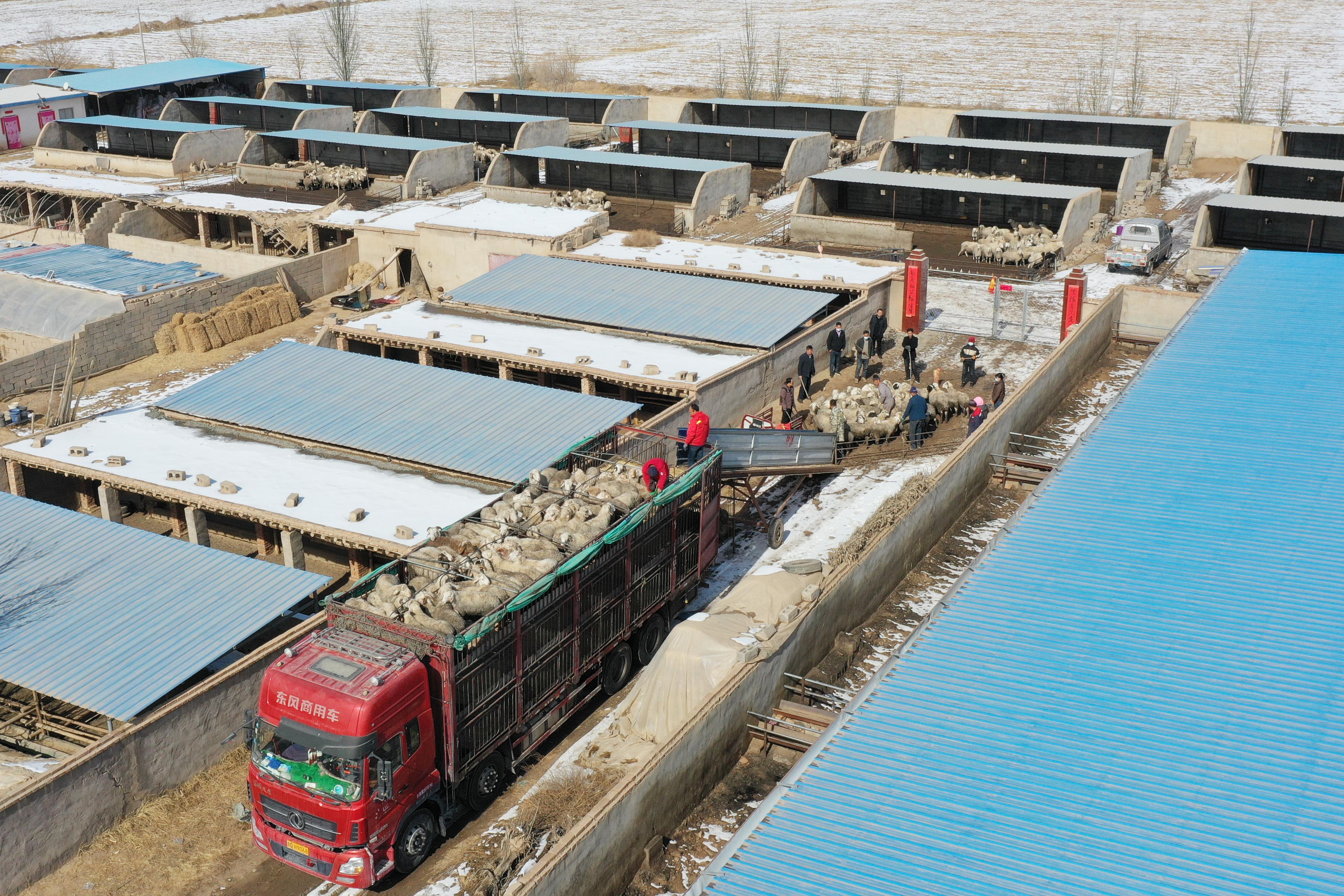 羊交易最新动态，小巷深处的独特羊味探索