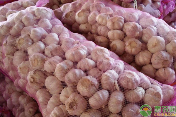 山东金乡大蒜价格行情深度解析与趋势预测