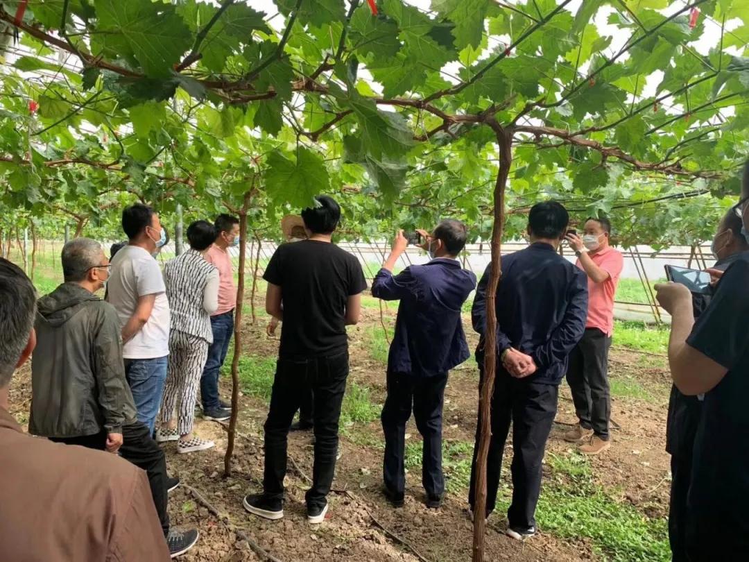 天津市东丽区未来蓝图展望，最新发展计划及展望