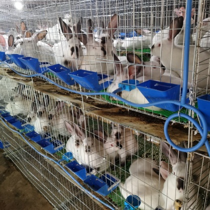 兔子最新价格，科技宠物新时代的序幕已拉开