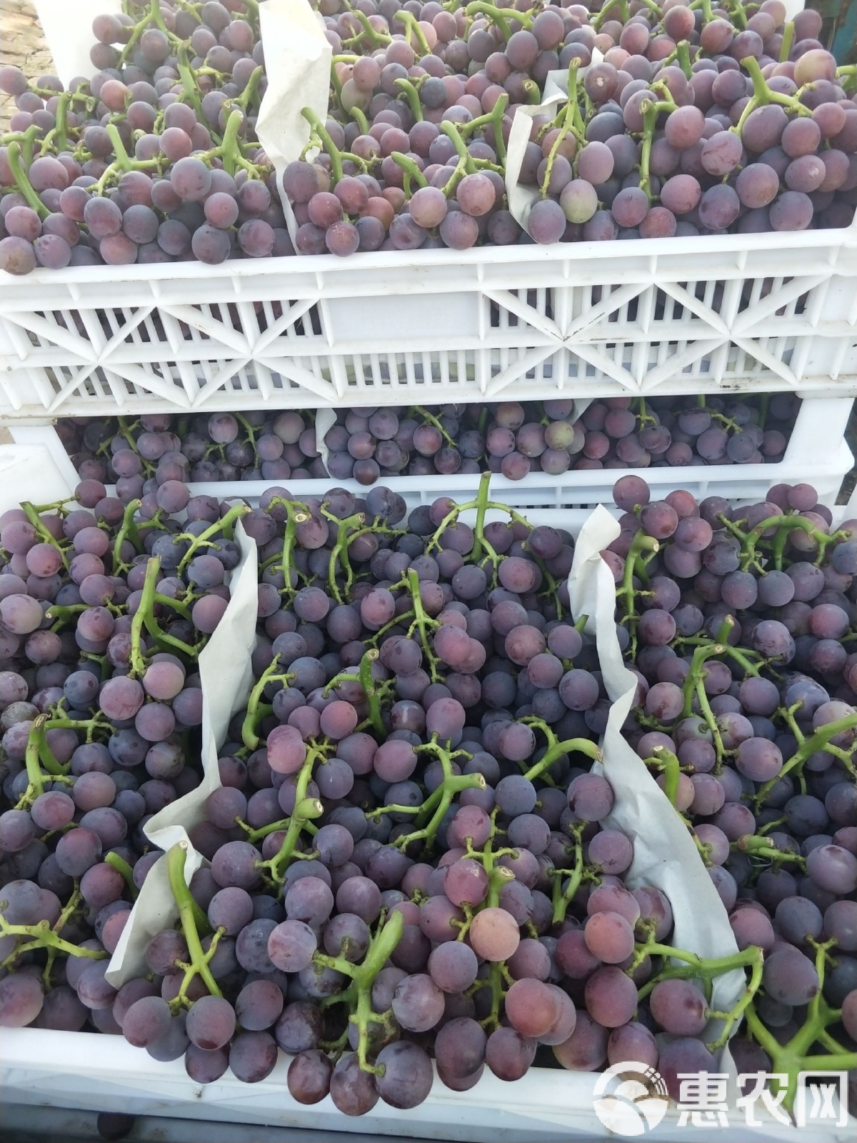 最新巨峰葡萄批发价,最新巨峰葡萄批发价🍇