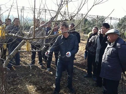 孙广军桃树修剪教学视频,孙广军桃树修剪教学视频,修剪技术的争议与解析