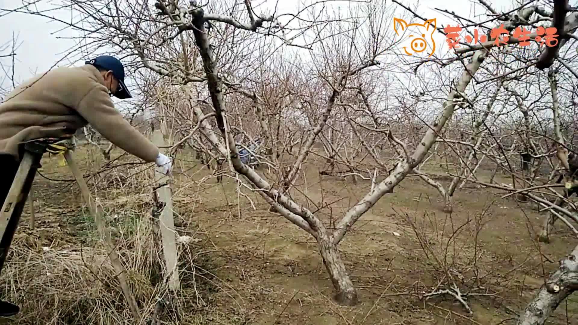 孙广军桃树修剪教学视频,孙广军桃树修剪教学视频,修剪技术的争议与解析