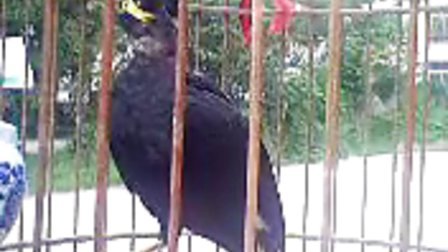 最新鹩哥说话视频教材，探索背景、影响与地位