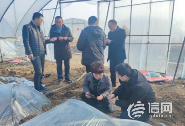 莱西胡萝卜价格行情最新动态